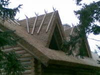 rookatus8